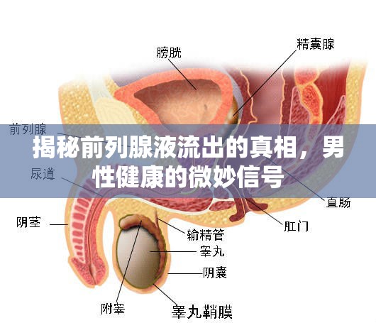 揭秘前列腺液流出的真相，男性健康的微妙信號(hào)