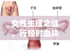 女性生理之謎，行經(jīng)時(shí)血塊流出的原因探析