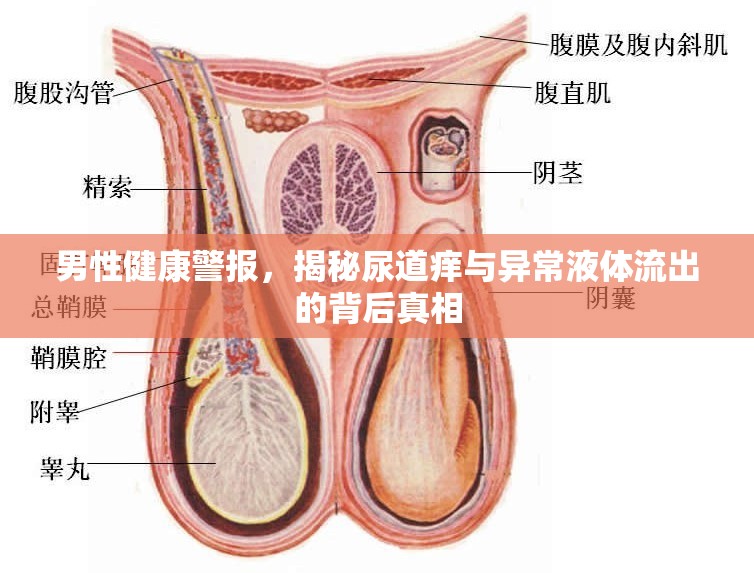 男性健康警報(bào)，揭秘尿道癢與異常液體流出的背后真相