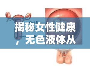 揭秘女性健康，無色液體從陰道流出的真相