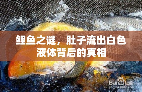 鯉魚之謎，肚子流出白色液體背后的真相