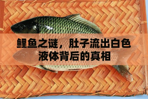 鯉魚之謎，肚子流出白色液體背后的真相