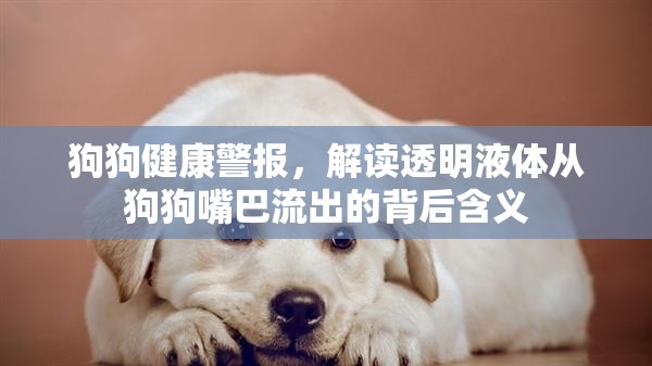 狗狗健康警報，解讀透明液體從狗狗嘴巴流出的背后含義