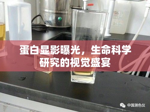 蛋白顯影曝光，生命科學研究的視覺盛宴