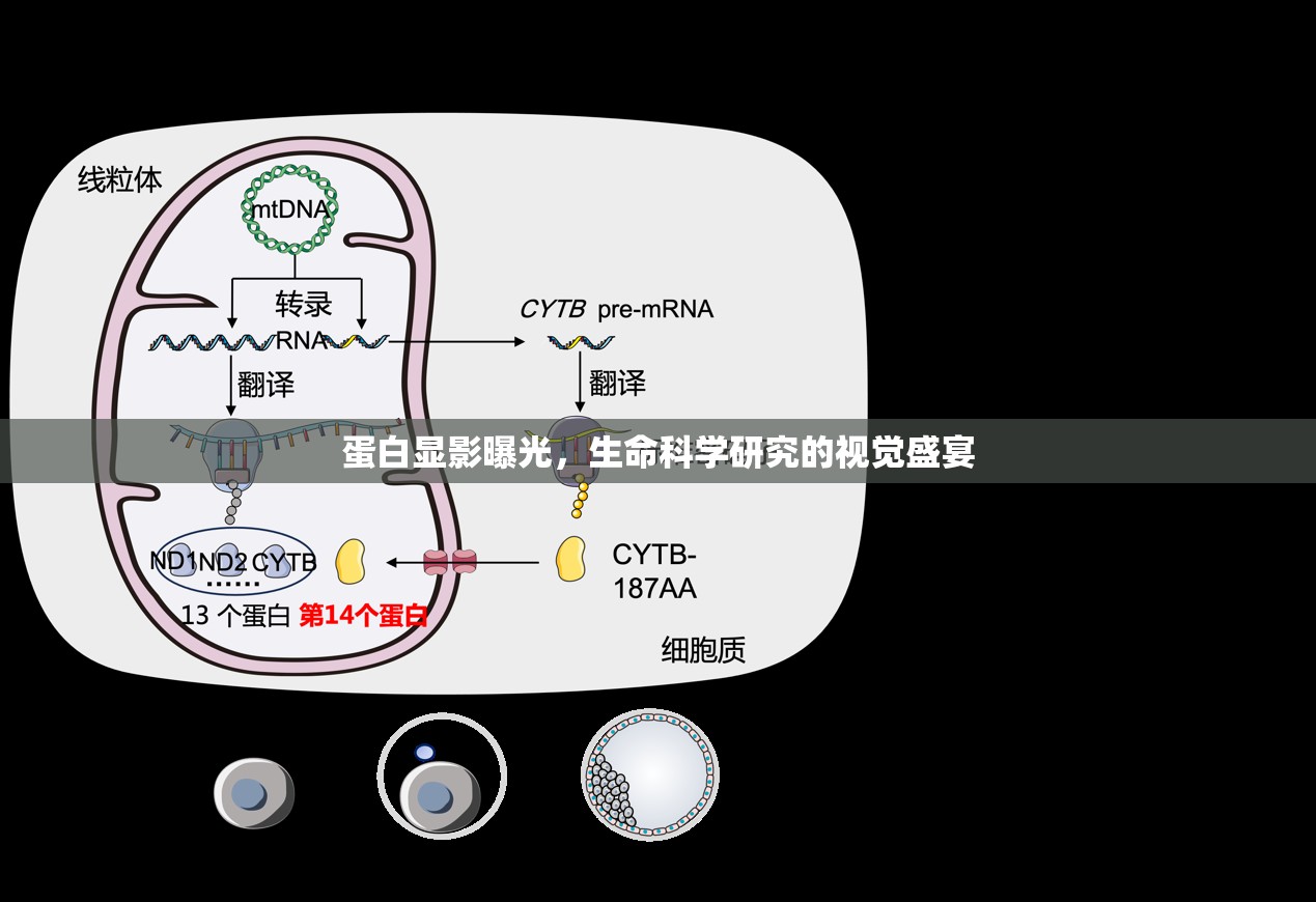 蛋白顯影曝光，生命科學研究的視覺盛宴