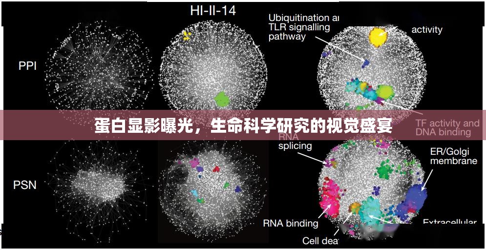 蛋白顯影曝光，生命科學研究的視覺盛宴