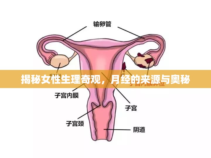 揭秘女性生理奇觀，月經(jīng)的來源與奧秘