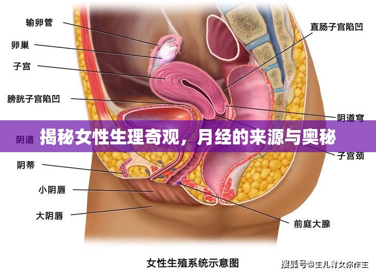 揭秘女性生理奇觀，月經(jīng)的來(lái)源與奧秘