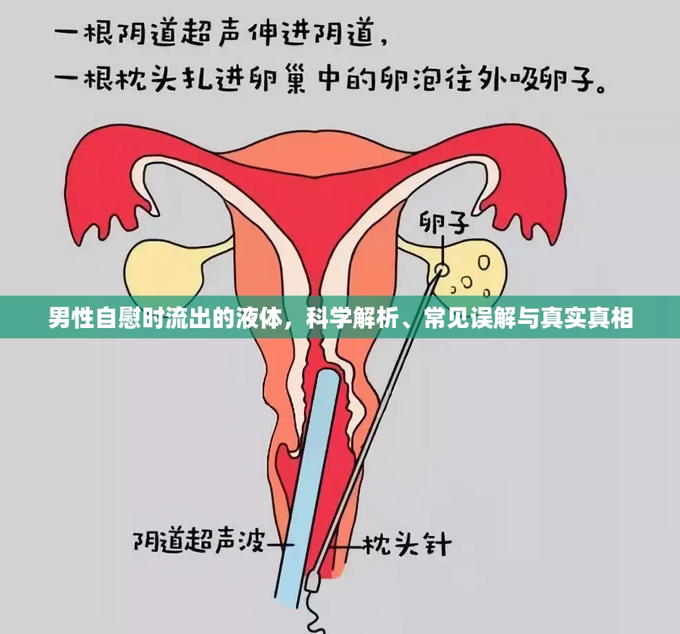 男性自慰時流出的液體，科學解析、常見誤解與真實真相