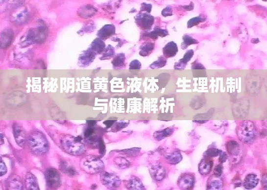 揭秘陰道黃色液體，生理機制與健康解析