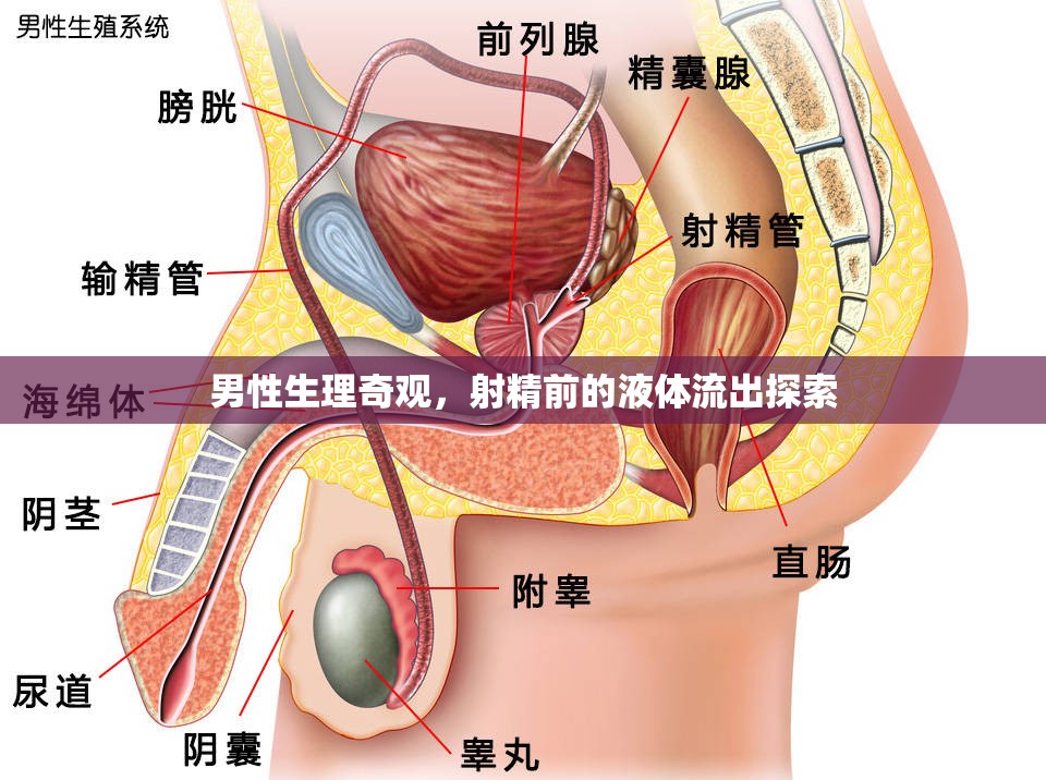 男性生理奇觀，射精前的液體流出探索