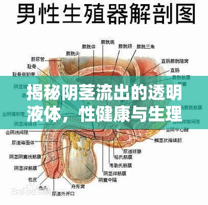 揭秘陰莖流出的透明液體，性健康與生理反應(yīng)的奧秘