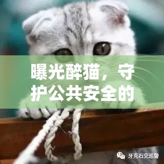 曝光醉貓，守護(hù)公共安全的隱形威脅