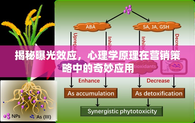 揭秘曝光效應(yīng)，心理學(xué)原理在營銷策略中的奇妙應(yīng)用