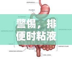 警惕，排便時粘液流出或為腸道健康隱形信號