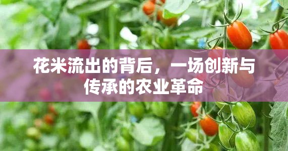 花米流出的背后，一場創(chuàng)新與傳承的農(nóng)業(yè)革命