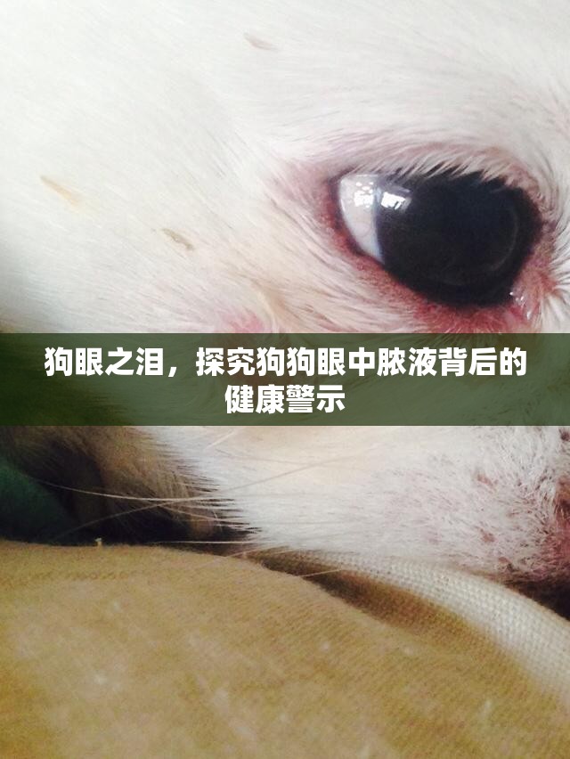 狗眼之淚，探究狗狗眼中膿液背后的健康警示