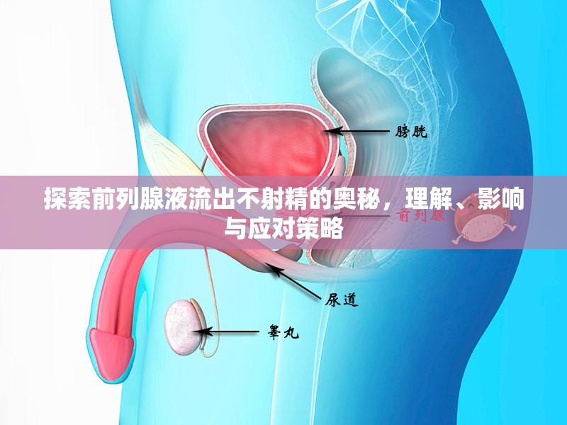 探索前列腺液流出不射精的奧秘，理解、影響與應(yīng)對(duì)策略