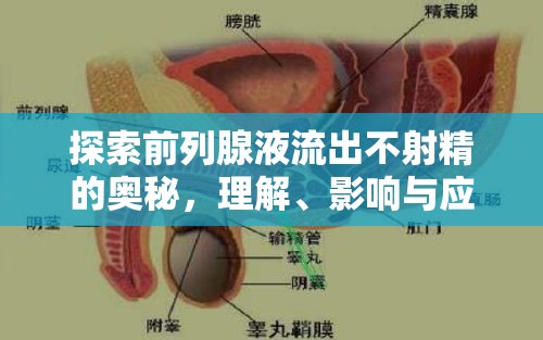 探索前列腺液流出不射精的奧秘，理解、影響與應(yīng)對策略