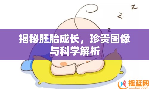 揭秘胚胎成長，珍貴圖像與科學(xué)解析