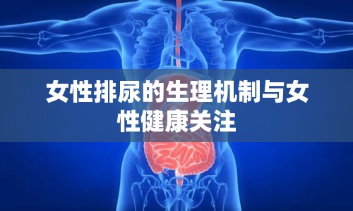 女性排尿的生理機(jī)制與女性健康關(guān)注