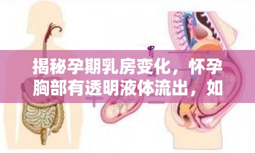 揭秘孕期乳房變化，懷孕胸部有透明液體流出，如何正確護理？