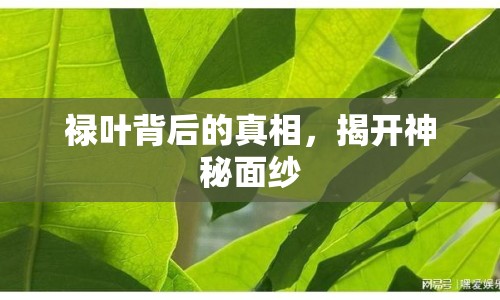 祿葉背后的真相，揭開神秘面紗