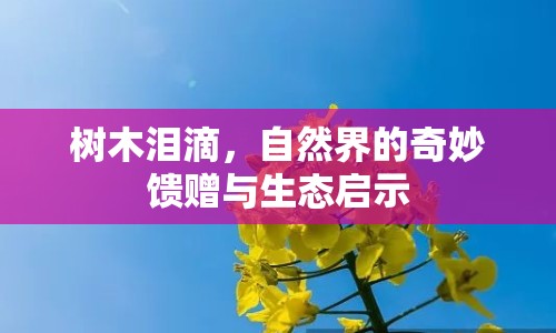 樹木淚滴，自然界的奇妙饋贈(zèng)與生態(tài)啟示