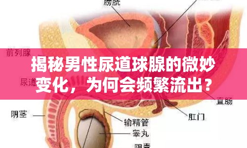 揭秘男性尿道球腺的微妙變化，為何會(huì)頻繁流出？