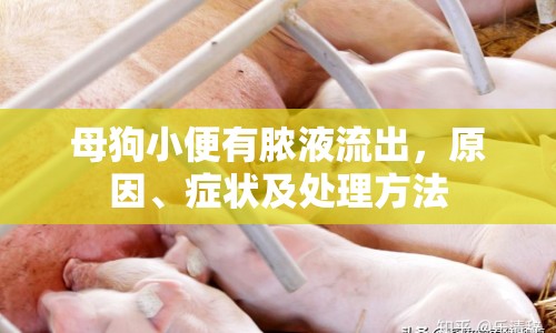 母狗小便有膿液流出，原因、癥狀及處理方法