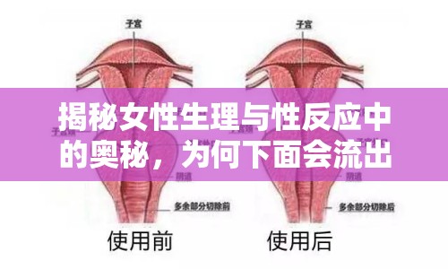 揭秘女性生理與性反應中的奧秘，為何下面會流出水？