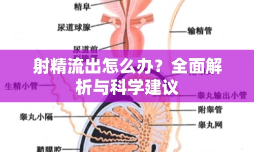 射精流出怎么辦？全面解析與科學建議