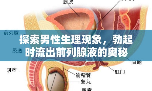 探索男性生理現(xiàn)象，勃起時流出前列腺液的奧秘