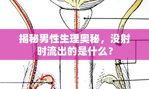 揭秘男性生理奧秘，沒射時流出的是什么？