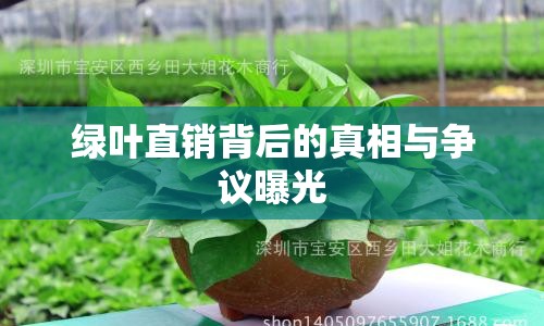 綠葉直銷背后的真相與爭(zhēng)議曝光