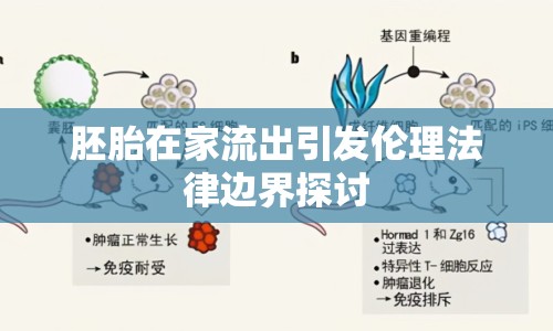 胚胎在家流出引發(fā)倫理法律邊界探討