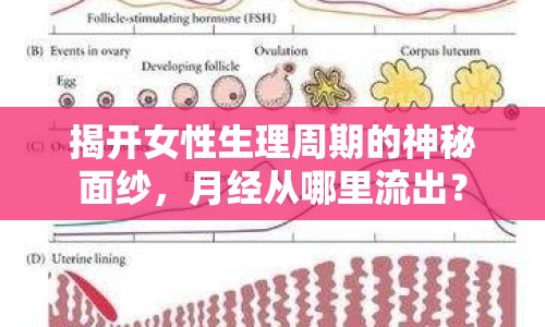 揭開女性生理周期的神秘面紗，月經(jīng)從哪里流出？