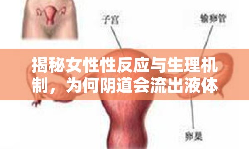 揭秘女性性反應與生理機制，為何陰道會流出液體？