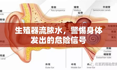 生殖器流膿水，警惕身體發(fā)出的危險(xiǎn)信號(hào)