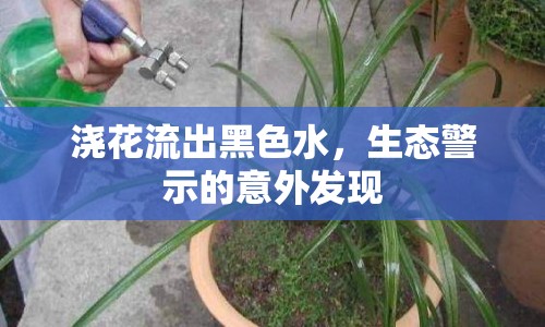 澆花流出黑色水，生態(tài)警示的意外發(fā)現(xiàn)