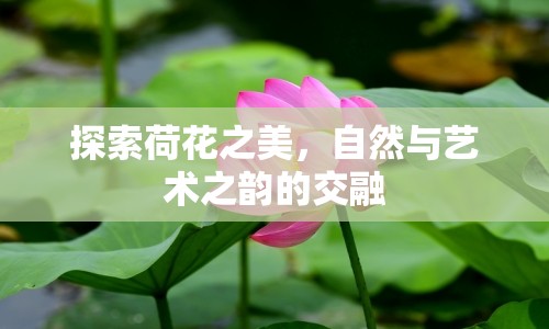 探索荷花之美，自然與藝術(shù)之韻的交融