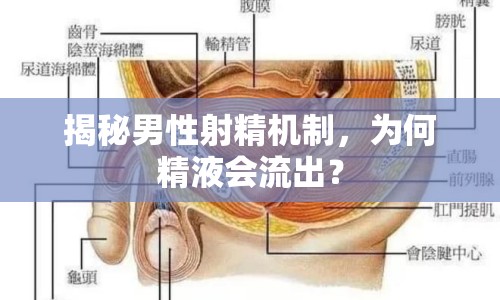 揭秘男性射精機制，為何精液會流出？