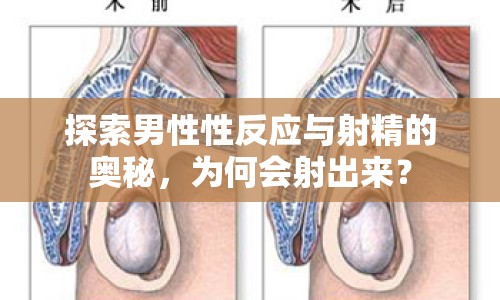 探索男性性反應與射精的奧秘，為何會射出來？