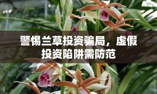 警惕蘭草投資騙局，虛假投資陷阱需防范