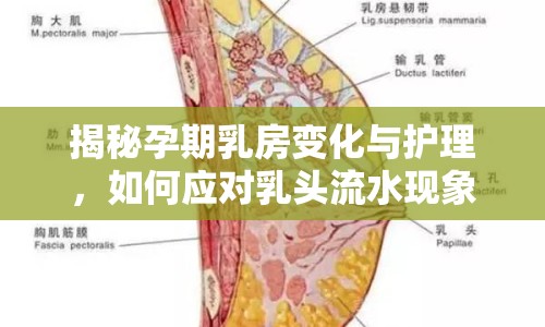 揭秘孕期乳房變化與護理，如何應對乳頭流水現(xiàn)象？