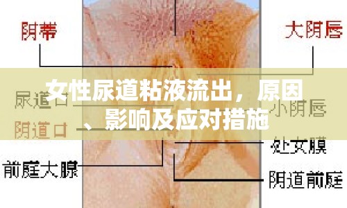 女性尿道粘液流出，原因、影響及應對措施