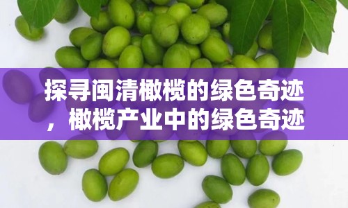 探尋閩清橄欖的綠色奇跡，橄欖產(chǎn)業(yè)中的綠色奇跡