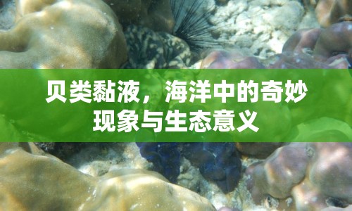 貝類黏液，海洋中的奇妙現(xiàn)象與生態(tài)意義