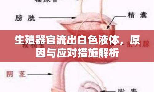 生殖器官流出白色液體，原因與應(yīng)對措施解析