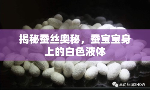 揭秘蠶絲奧秘，蠶寶寶身上的白色液體